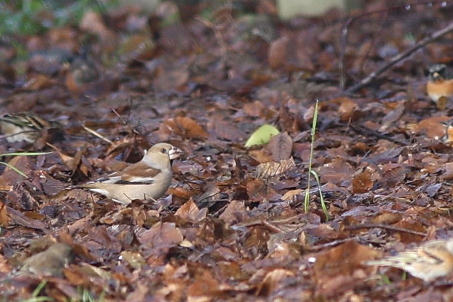 Hawfinch