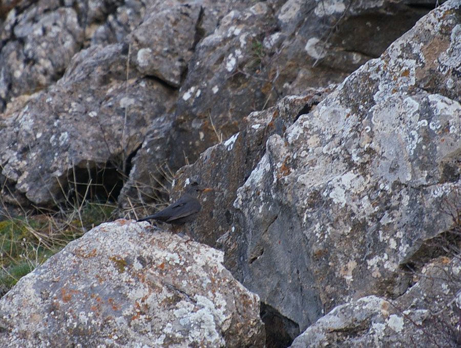 Common Blackbird