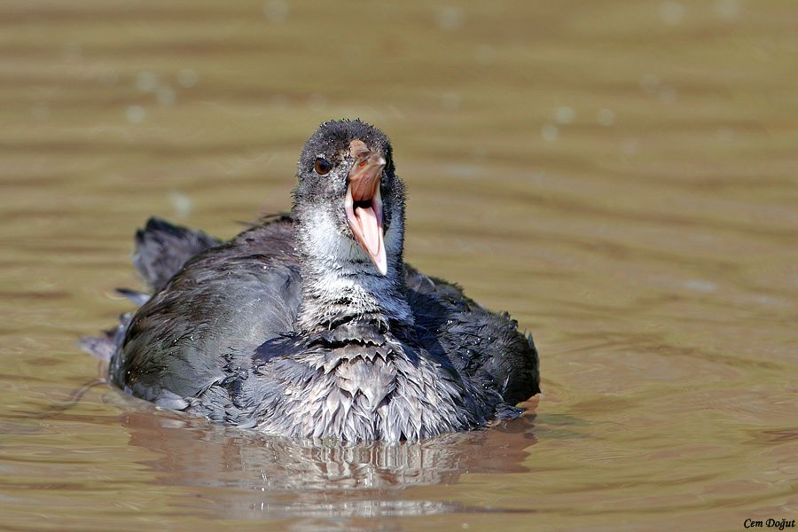 Eurasian Coot