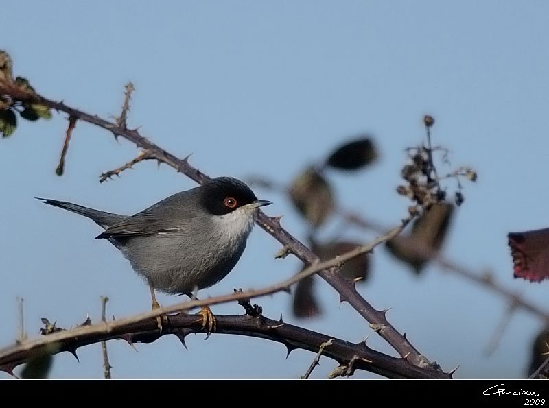 Sardinian Warbler