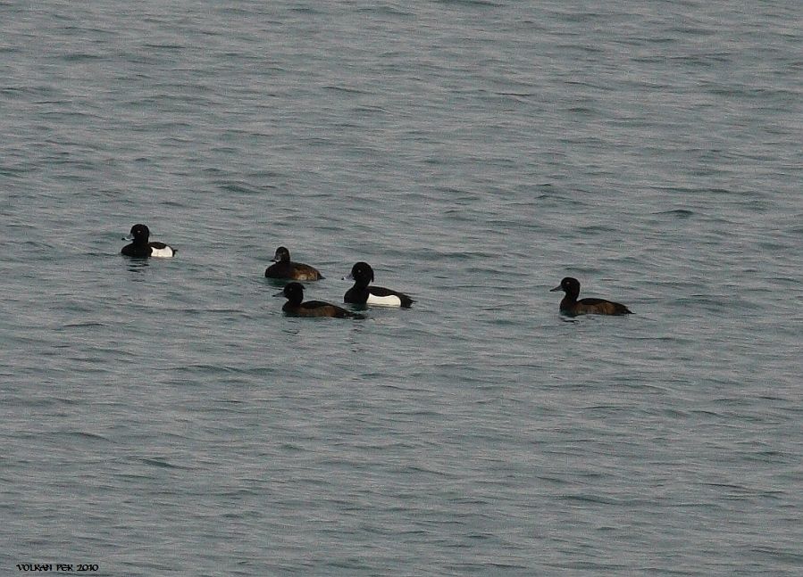 Tufted Duck