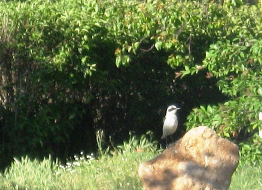 Northern Wheatear