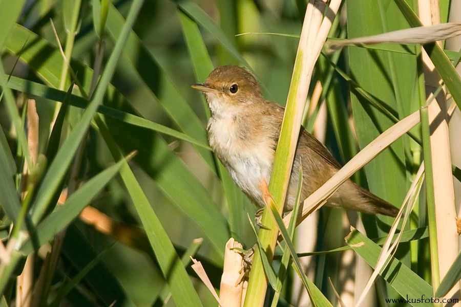 Common Reed Warbler
