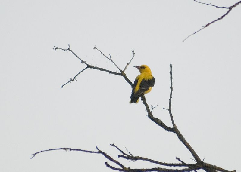 Eurasian Golden Oriole