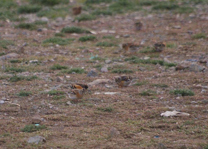 Brambling