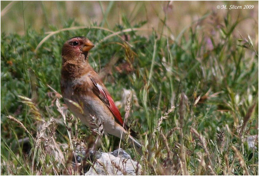Crimson-winged Finch