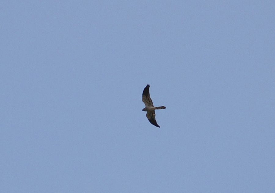 Montagu`s Harrier