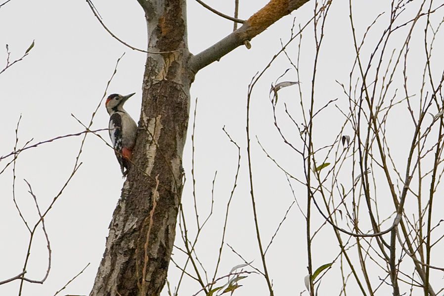 Syrian Woodpecker