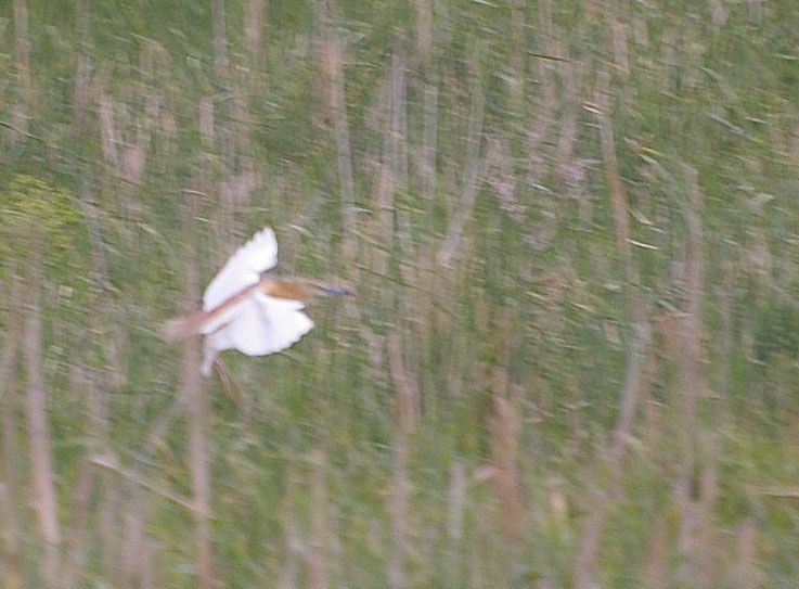 Squacco Heron