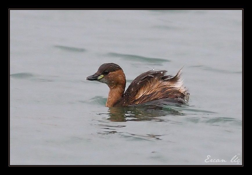 Little Grebe