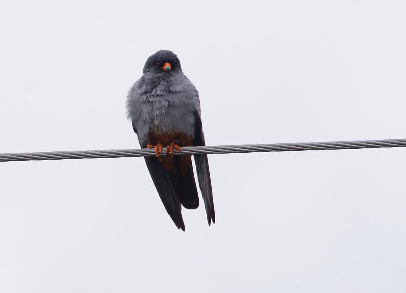 Red-footed Falcon