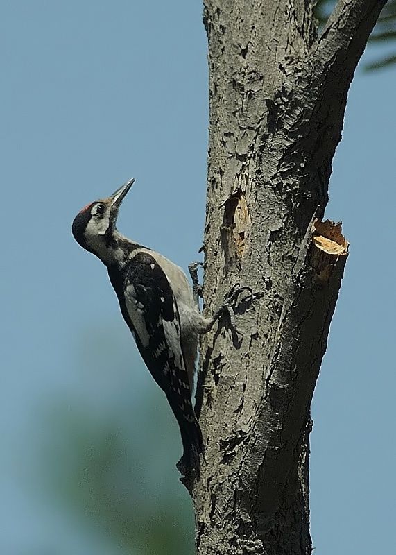 Syrian Woodpecker