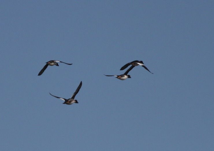 Common Goldeneye