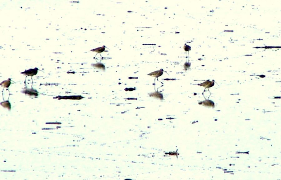 Eurasian Curlew