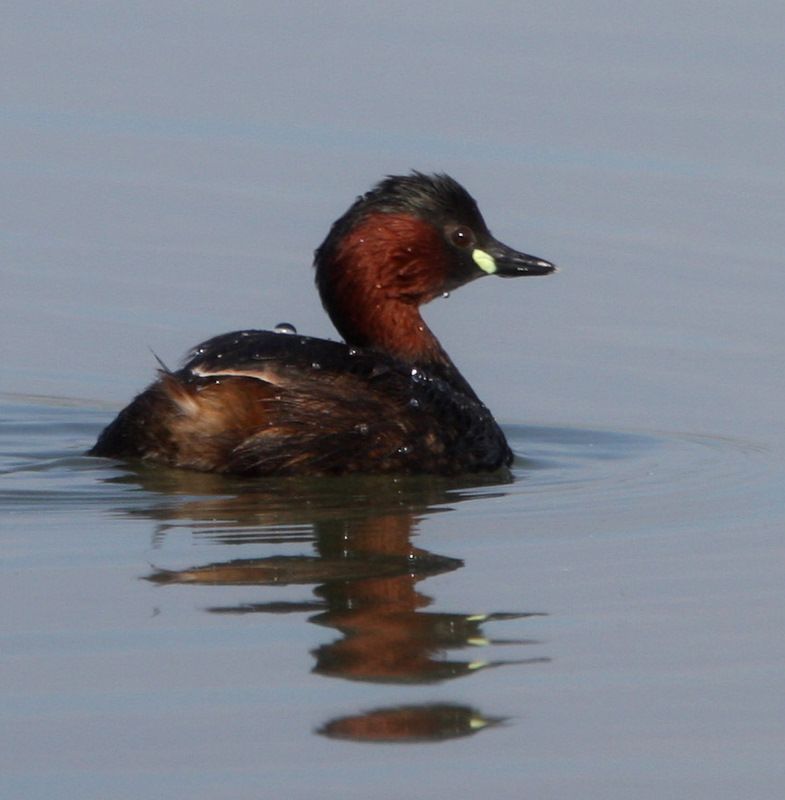 Little Grebe