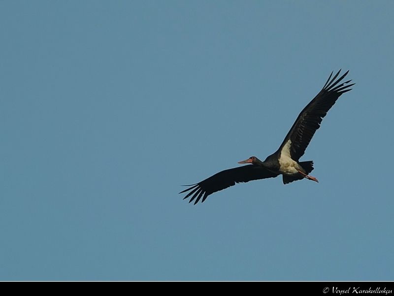 Black Stork