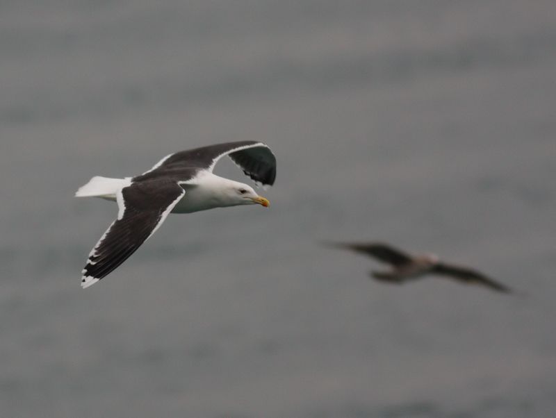 Great Black-backed Gull