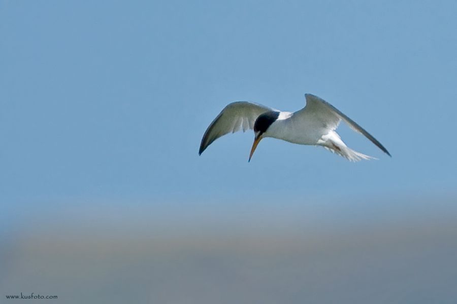 Little Tern