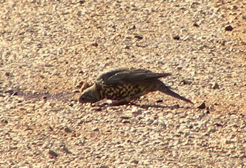 Mistle Thrush