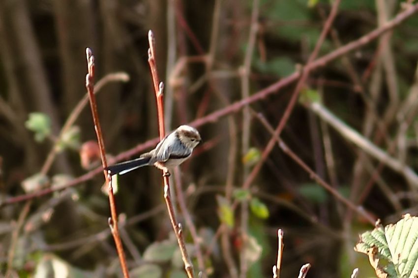 Long-tailed Tit