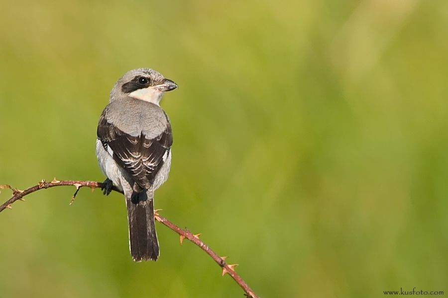 Lesser Grey Shrike