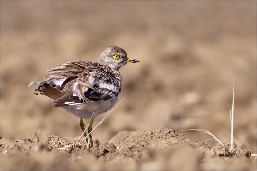 Eurasian Stone-curlew