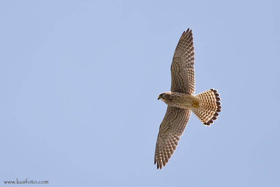 Common Kestrel