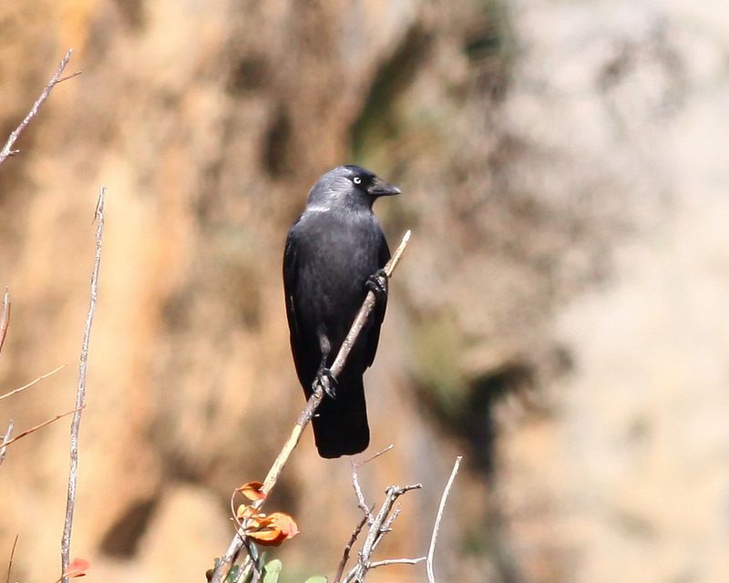 Western Jackdaw