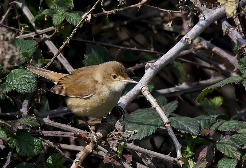 Common Reed Warbler