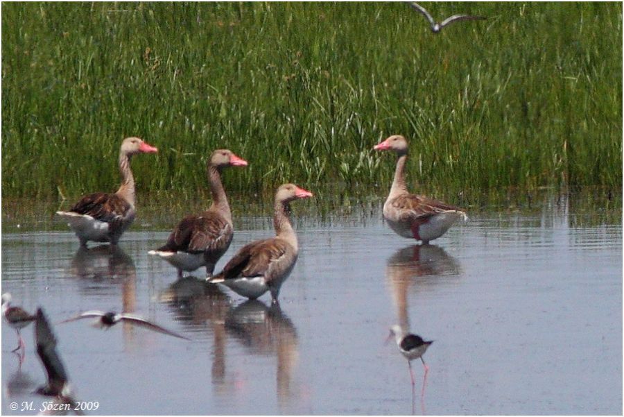 Greylag Goose