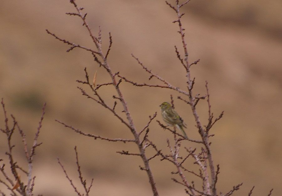 European Serin