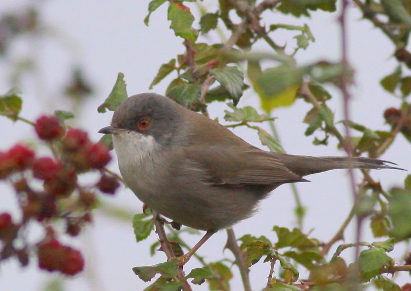 Sardinian Warbler