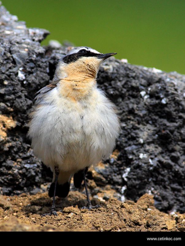 Northern Wheatear