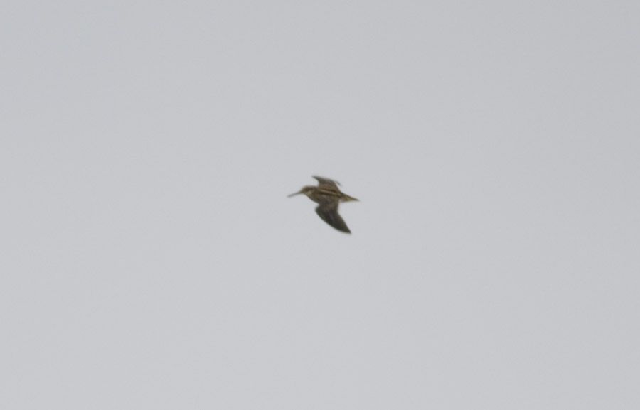 Jack Snipe