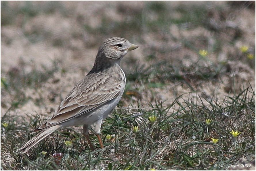 Turkestan Short-toed Lark