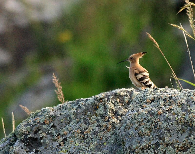 Common Hoopoe