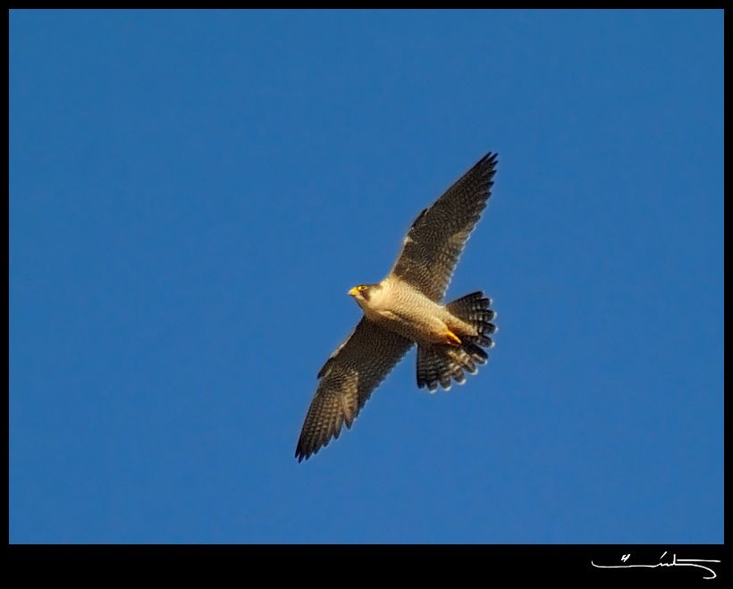 Peregrine Falcon