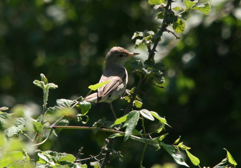 Eastern Olivaceous Warbler