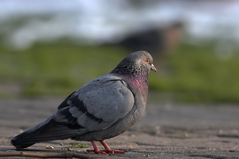Rock Dove