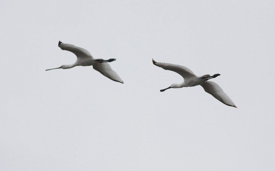 Eurasian Spoonbill