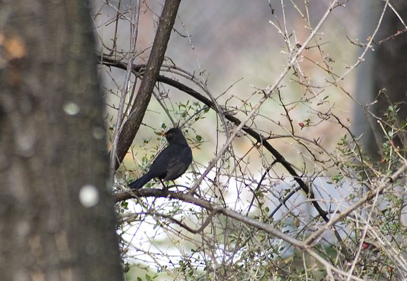 Common Blackbird