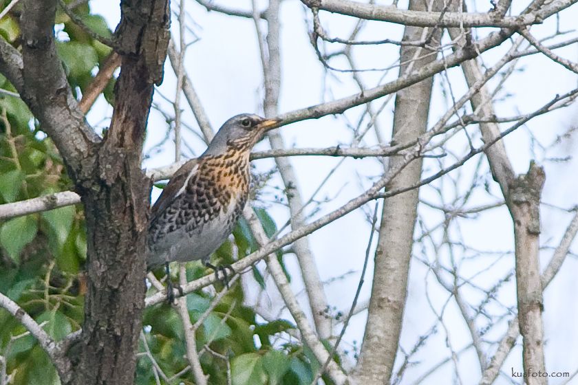 Fieldfare