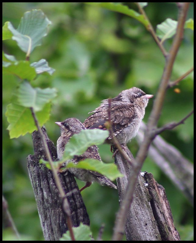 Eurasian Wryneck