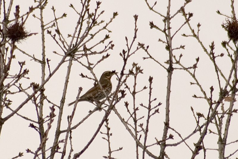 Redwing