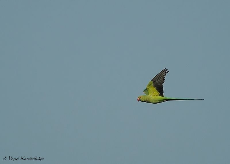 Rose-ringed Parakeet