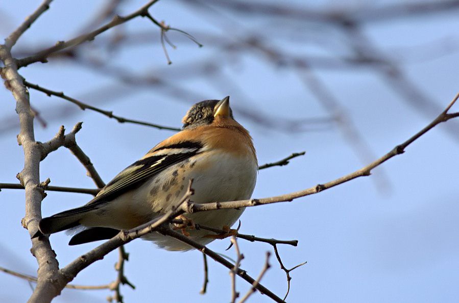 Brambling