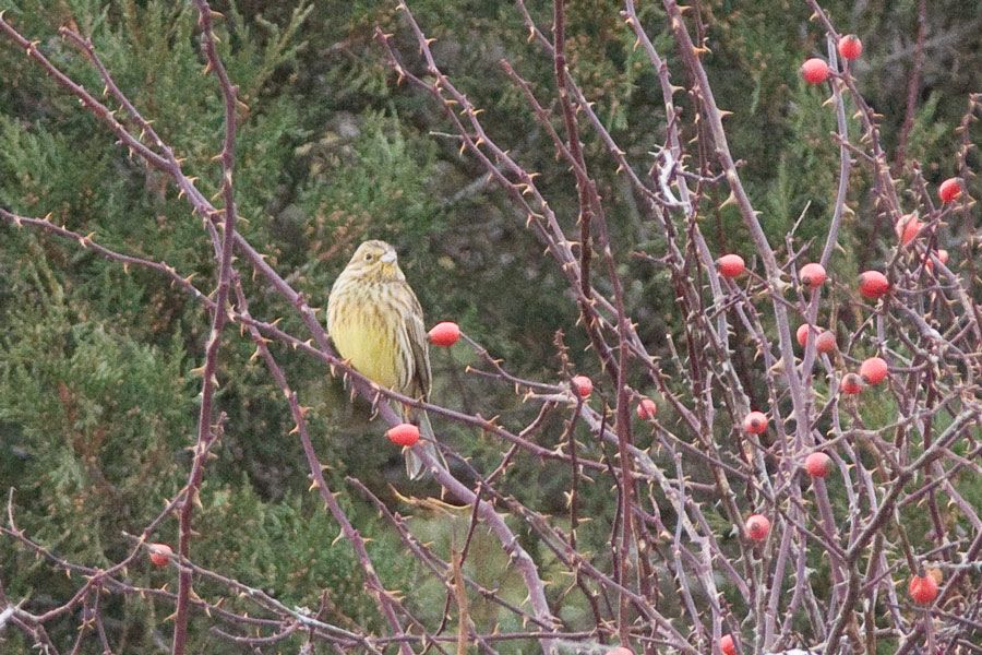 Yellowhammer