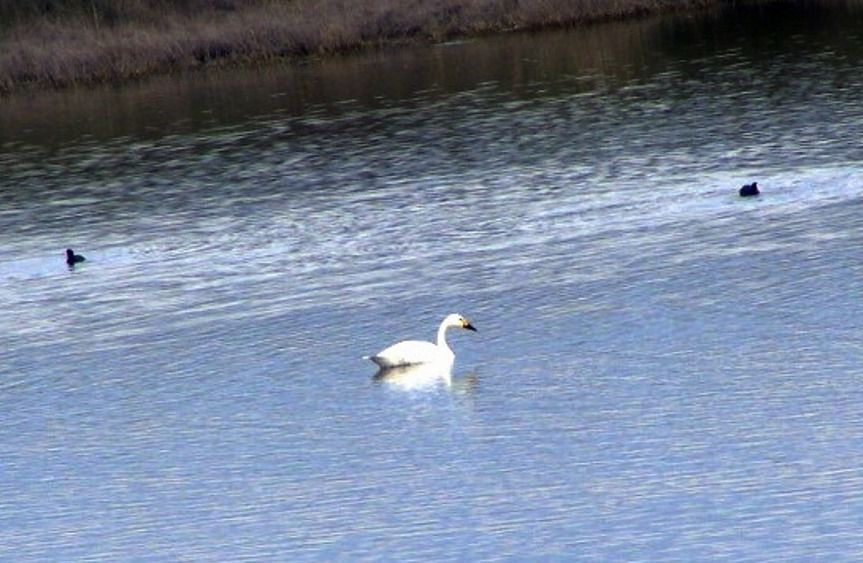 Tundra Swan