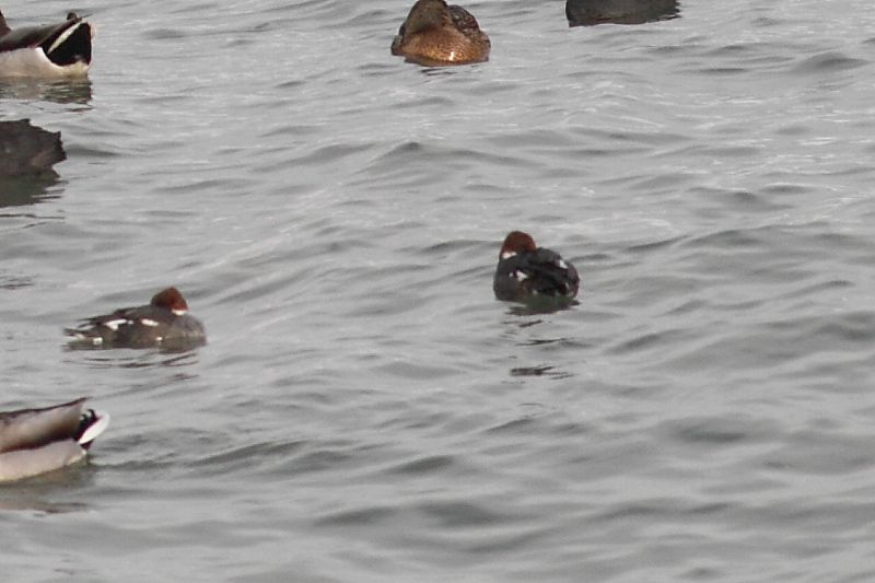 Smew