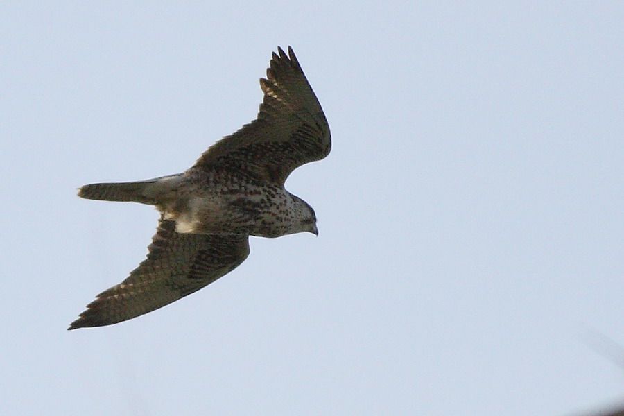 Saker Falcon